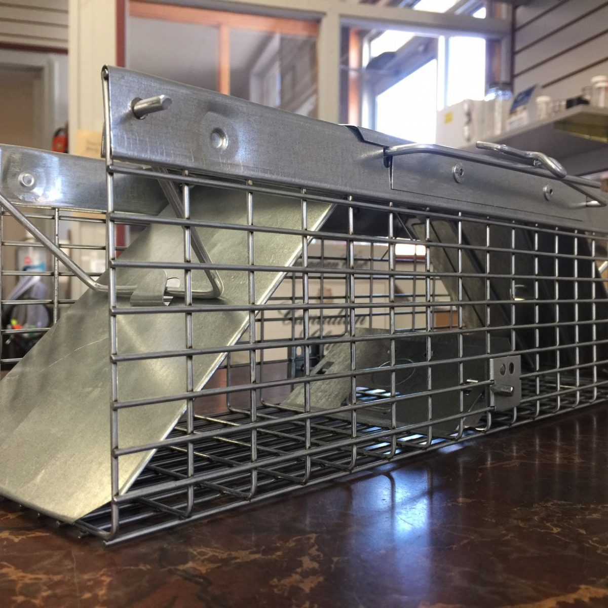 How Does Rodent Bait Work Archives - Poulin's Pest Control