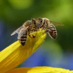 Honey Bees on Flower