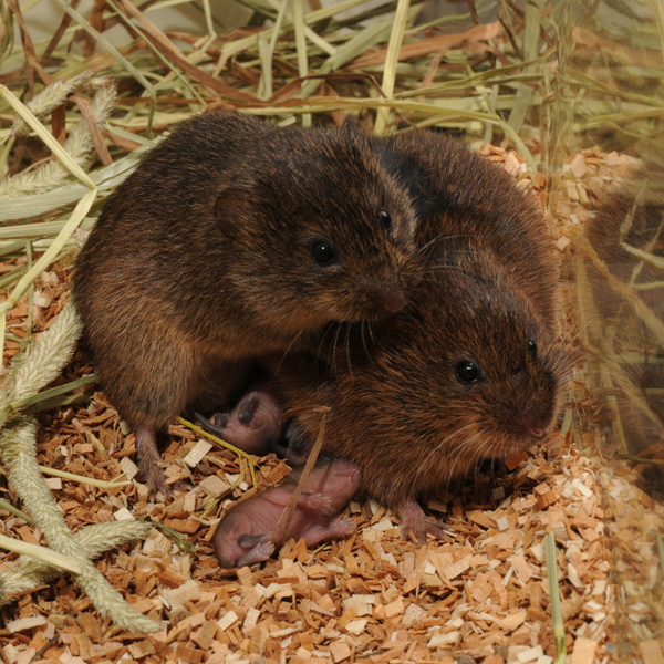 Prairie Voles - Dr Zuoxin Wang