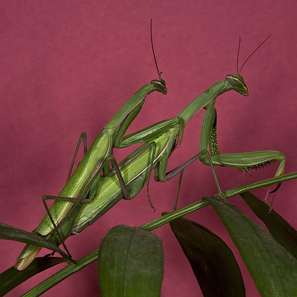 Praying Mantis Mating - Oliver Koemmerling