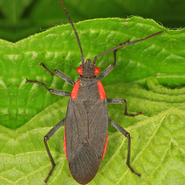 Soapberry Bug - Judy Gallagher