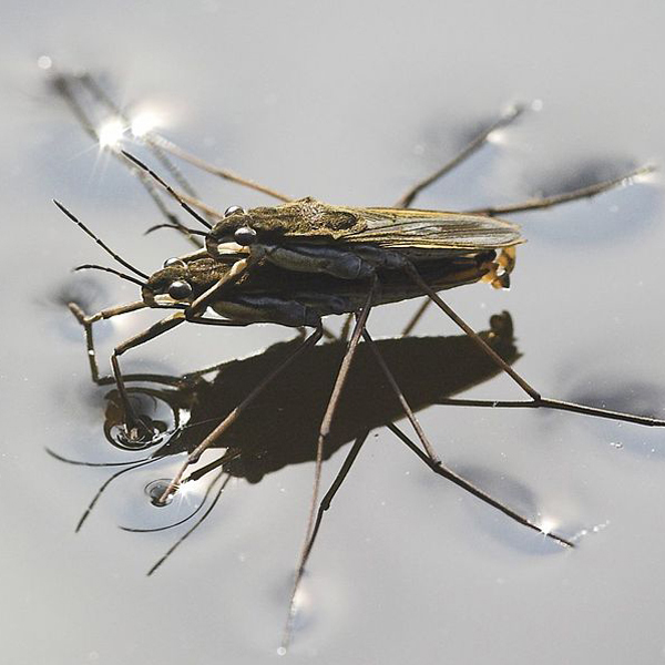 Water Striders Mating - Markus Gayda