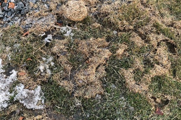 Repairing Lawn Damage Caused by Voles