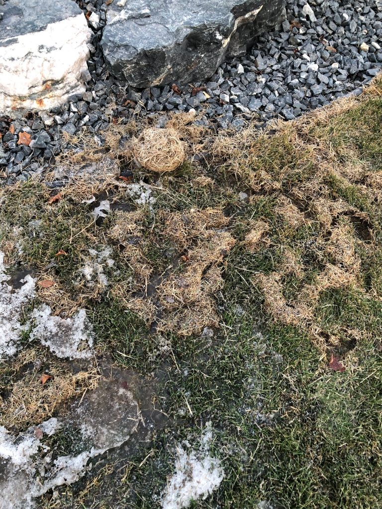 Repairing Lawn Damage Caused by Voles