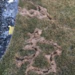 vole trails in lawn