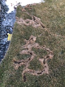 vole trails in lawn