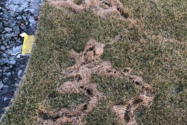 Ask The Expert: How Do I Know I Have Voles?