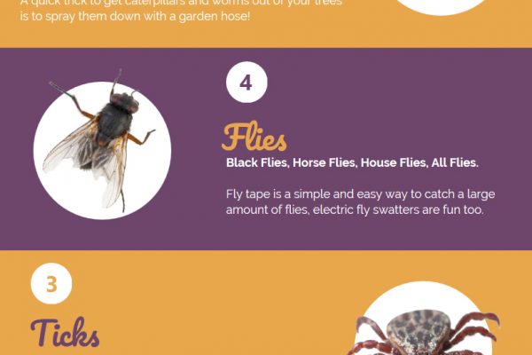 Top 5 Most Hated Summertime Pests