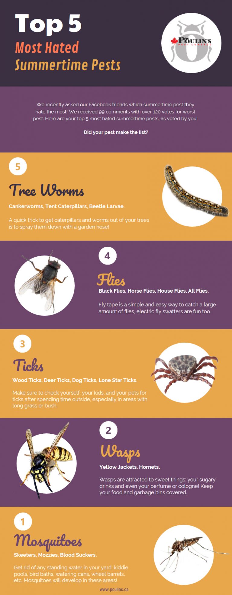 Top 5 Most Hated Summertime Pests - Poulin's Pest Control