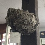 Large wasp nest