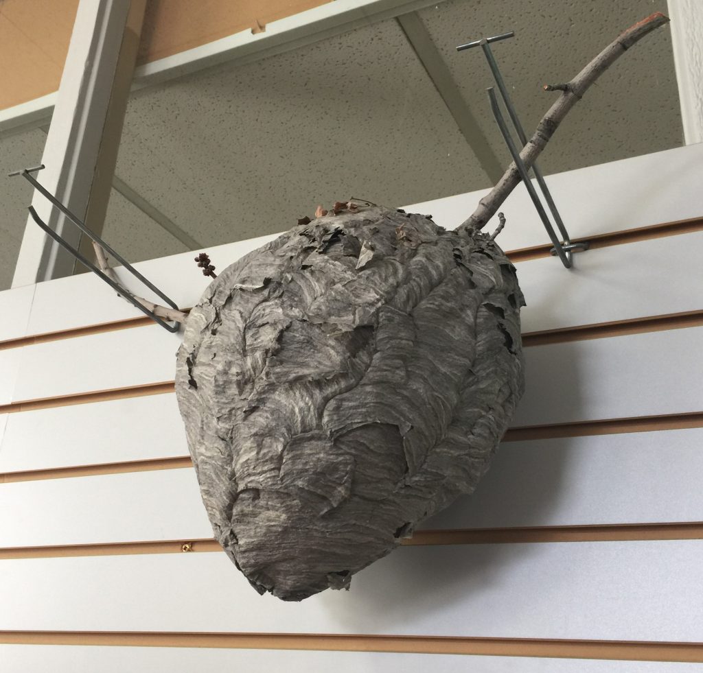 removing a wasp nest