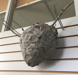 Wasp Nest