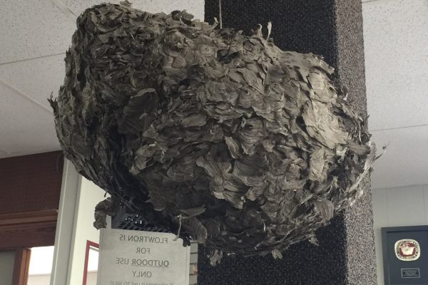 Hidden Hideouts for Wasp Nests