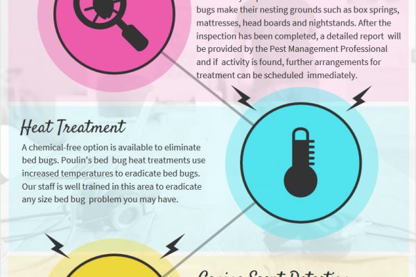 Bed Bug Control