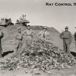 Poulin team with huge rat pile - Alberta 1952