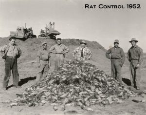Poulin team with huge rat pile - Alberta 1952