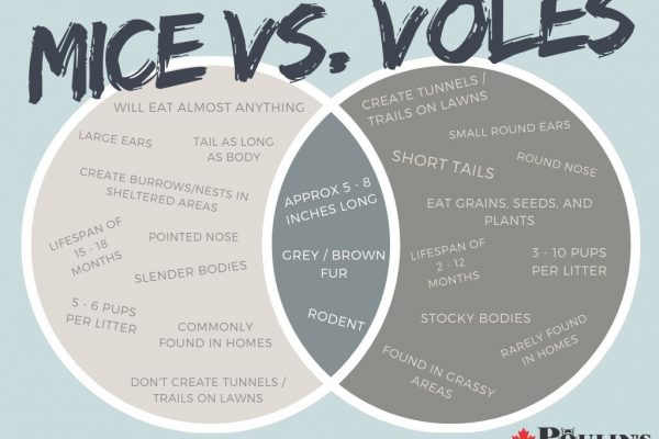 Mice vs. Voles
