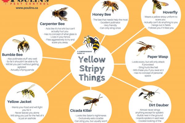 Comprehensive Guide to Yellow Stripy Things
