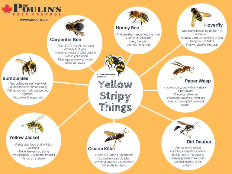 Comprehensive Guide to Yellow Stripy Things Poulin's Pest Control