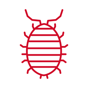 sowbug