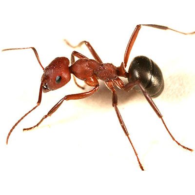 Allegheny Mound Ant