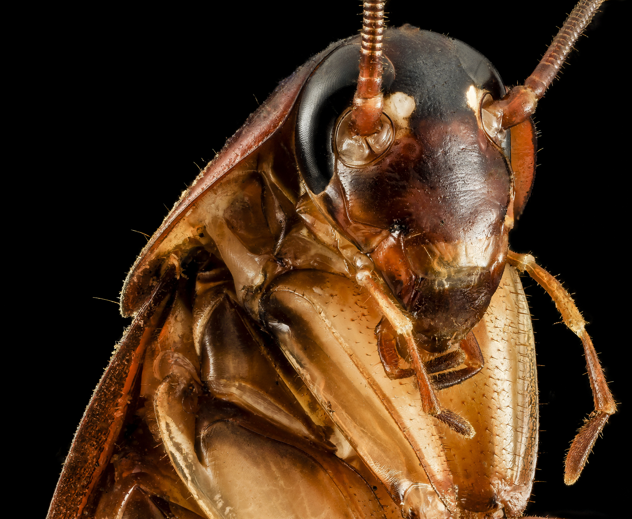 5 Thing You Didnt Know About Cockroaches - Poulin's Pest Control