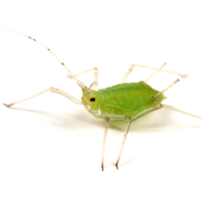 Aphid