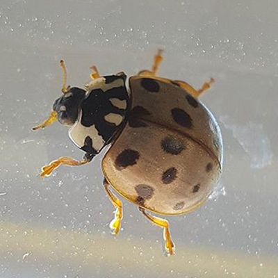 Asian Lady Beetle