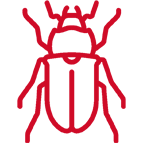 beetle