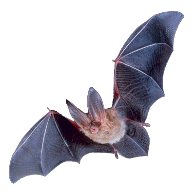 Bat