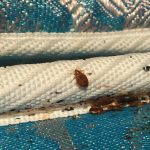 Bed bugs on a mattress