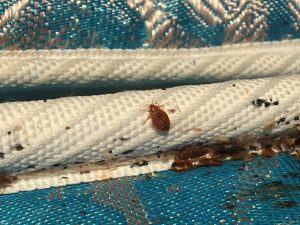Bed bugs on a mattress