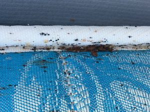 Bed Bugs in a mattress seam