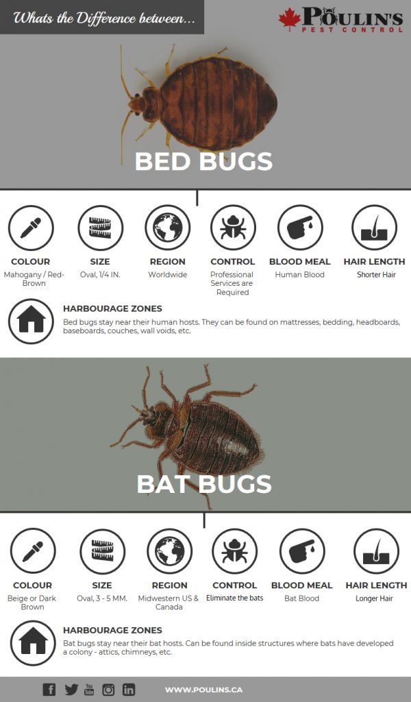 Bed Bugs vs. Bat Bugs - Poulin's Pest Control
