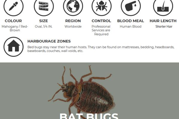 Bed Bugs vs. Bat Bugs