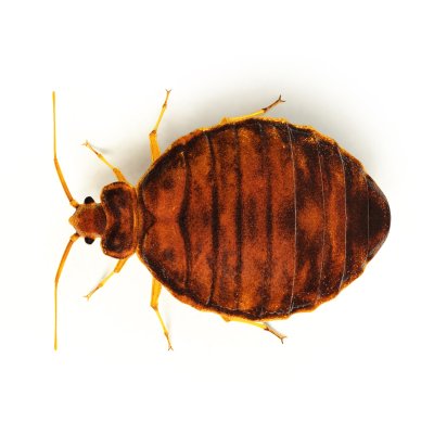 Exterminating Bed Bug