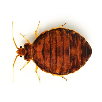 How to Get Rid of Bed Bugs in Toys & Stuffed Animals