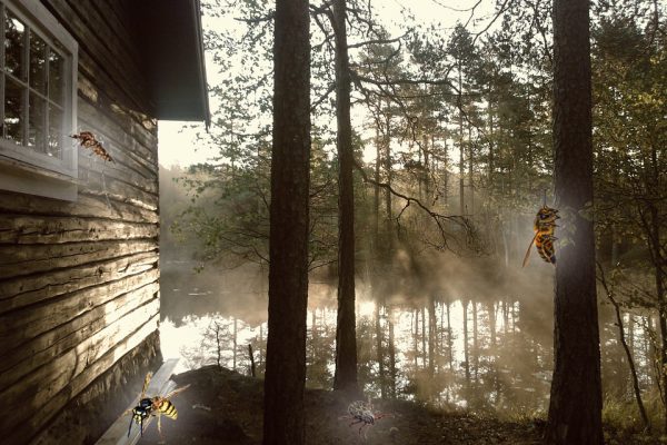 What’s Bugging You? 4 Pests You’ll Find at The Lake & Cabin