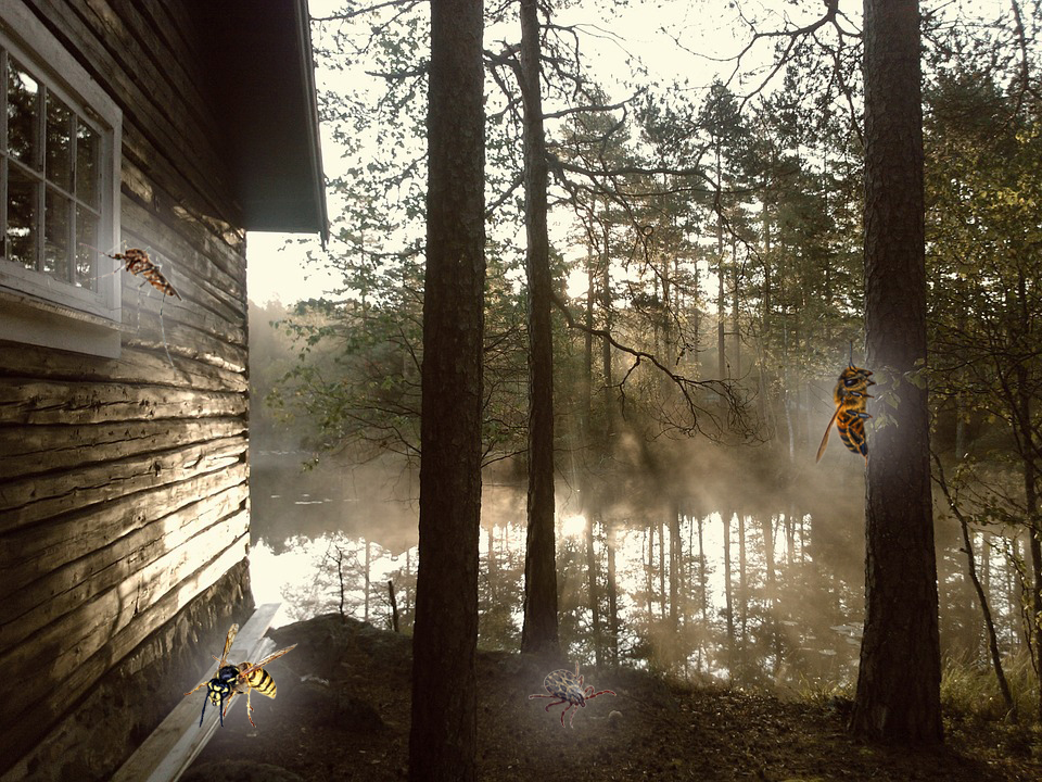 Cabin on Lake - with pests