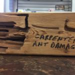 Carpenter Ant Damage