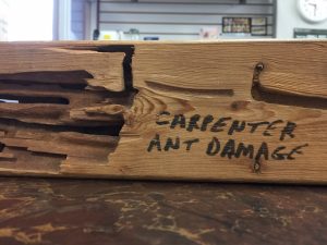 Carpenter Ant Damage