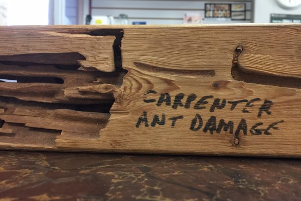 The Problem with Carpenter Ants