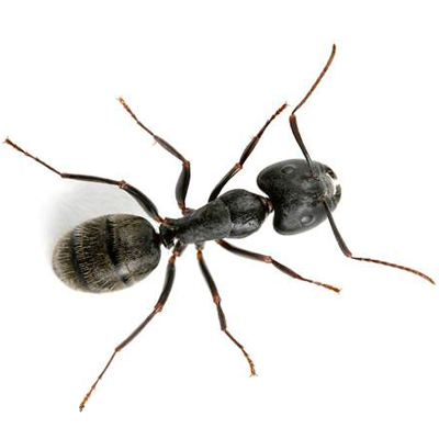 Carpenter Ant