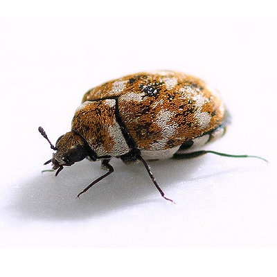 https://poulins.ca/wp/wp-content/uploads/2019/10/Carpet-Beetle.jpg