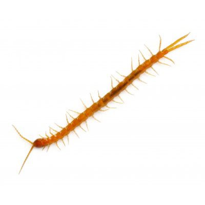 Centipede