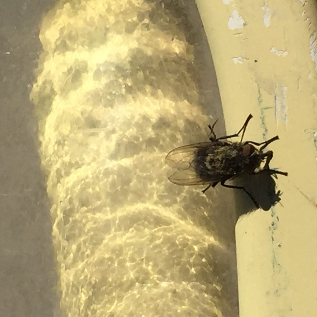 Cluster Flies Archives Poulin's Pest Control