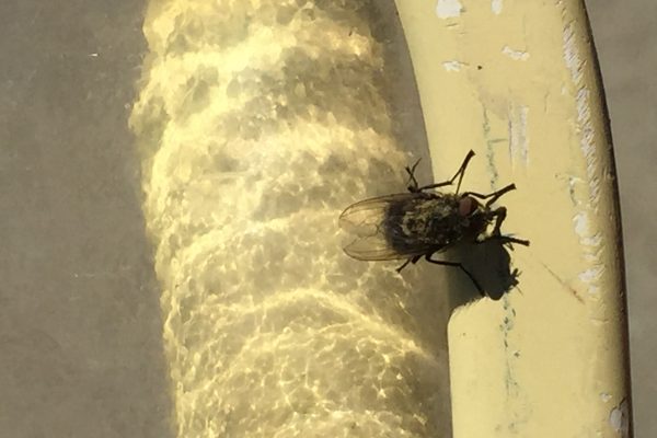 The Nuisance of Cluster Flies