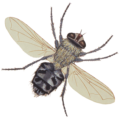 Cluster Fly