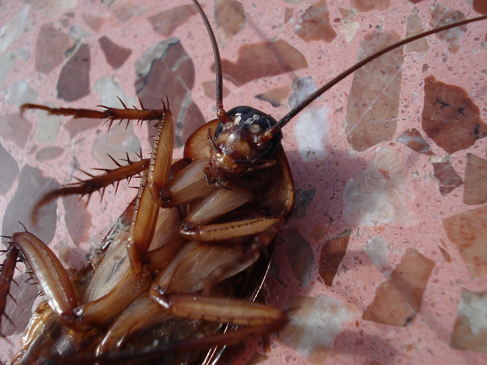 Cockroaches Infestations That Can Run You Right Out Of Your Home Poulins Pest Control