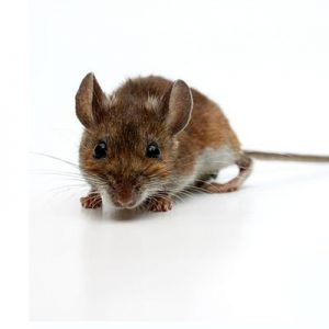 Deer Mouse